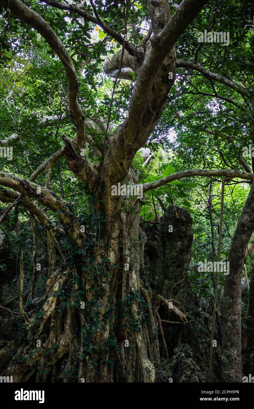 Forest tree house jungle hi-res stock photography and images - Alamy