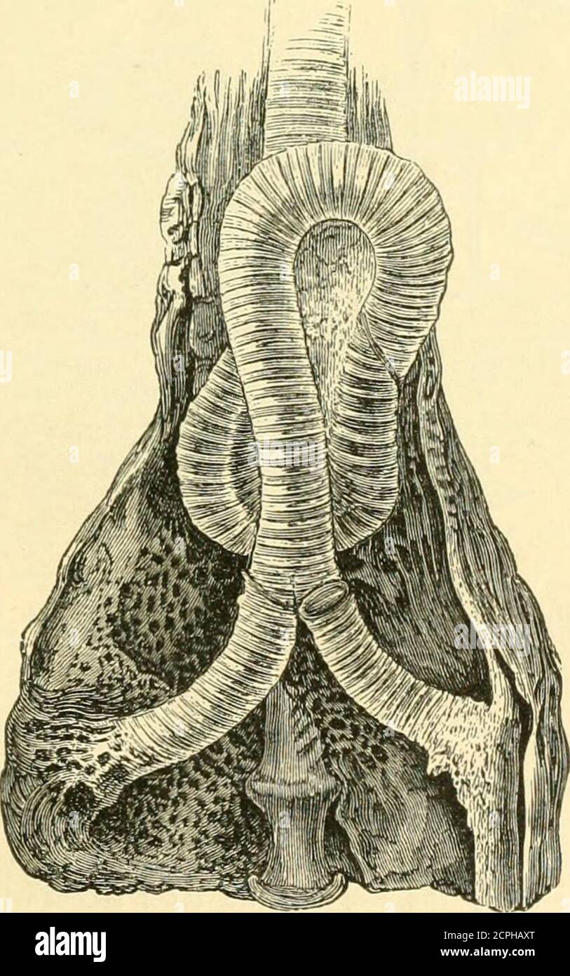 . A history of British birds . ossess no truemuscles of the organ of