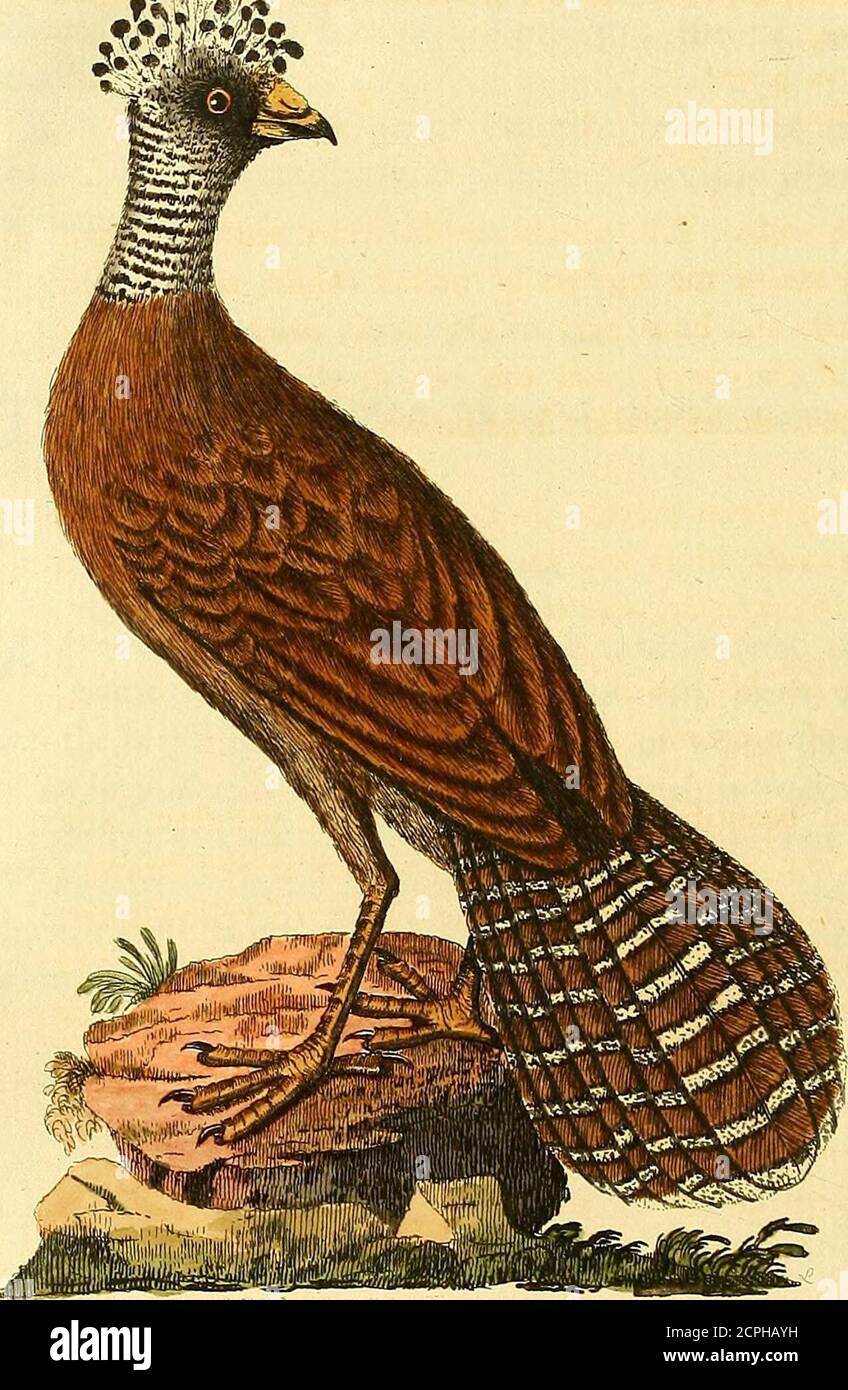 . A general synopsis of birds . a confpicuous creft; thofe on the head, neck,and breaft, comparable to velvet: the whole of the plumage isblack, except the belly, and under the tail, which are of a browncolour, almoft like that of a Partridge: the tail is a foot inlength. This is a mere variety of the male, which, as well as thefemale, differs exceedingly in plumage, efpecially when in a ftateof domeiticity. ;. jy[ALE Hocco, Faifan de la Guiane, PL enl. 86. Description. rT* HIS differs in having the tip of the tail white. i. Var. C, Lev. Muf. Male. Description. A Further variety of the male ha Stock Photo