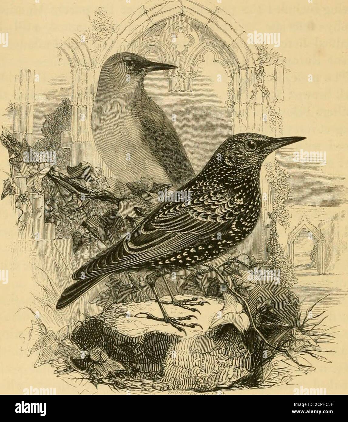 . A history of British birds . , dark brown above, the feathersedged with light brown ; a light stripe along the middle ofthe head; the lesser wing-coverts tinged with red; wingsand tail blackish-brown, the feathers margined with brownish-red ; a yellowish band over the eye; beneath dull whitestreaked with dark brown, except on the throat, whichtogether with the lores and sides of the neck, is tinged withcarmine. The young resemble the female, but have no redtinge, and the throat is pale yellowish-brown. * Three exanqjles of Sturnclla ludoviciana, the Meadow-Lark of NorthAmerica, which belongs Stock Photo