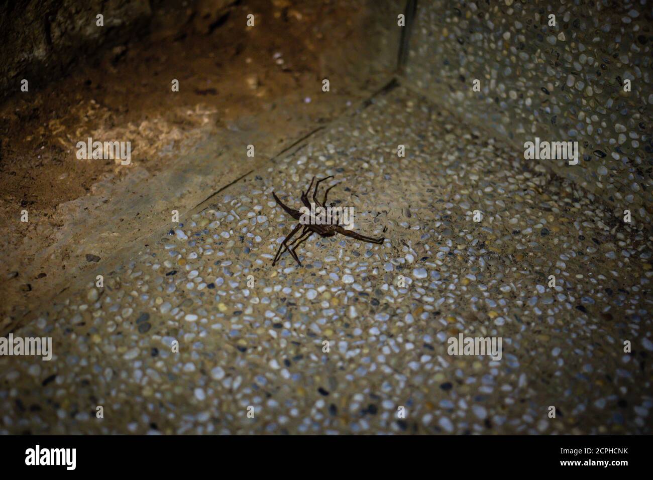 Cave spider in the Kenting National Forest Recreation Area Stock Photo