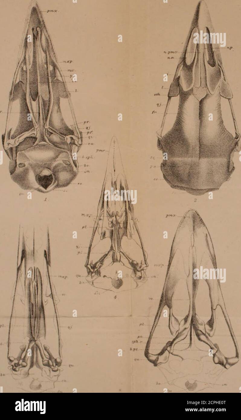 . Stray feathers. Journal of ornithology for India and its dependencies . ation. Yg. 4.—Under view of skull of Corvus corax, to show ^gi-thognathous modification. Fio. 5.—Under view of skull of Drom&lt;sus novcB-hollandiee, toshow Dromaeognathous modification. bo. basi-occipital. pa. parietal, b.pt. basi-pterygoid process. pf. post-orbital process of fron-b.sph. basi-sphenoid. tal. ^ en. occipital condyle. pi. palatine, eo. ex-occipital. p.mx. pre-maxilla. eth. ethmoid. pt. pterygoid, eu. eustachian opening. qj. quadrato jugal. f.m. foramen magnum. qu. quadrate, fr. frontal. so. supra-occipit Stock Photo