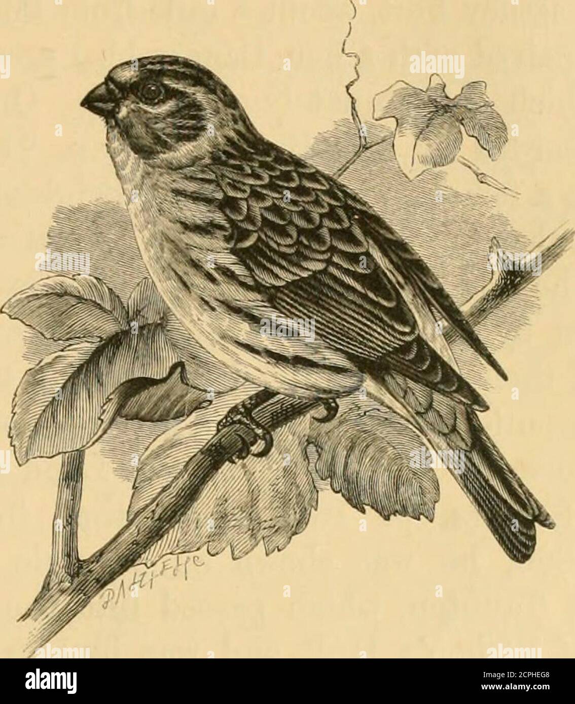 . A history of British birds . SERIN. PASSEBES. Ill FRINGILLID^.. Sekinus hortulanus, K. L. Koch*.THE SERIN. Serinus, K. L. Kochf.—Bill hard, strong, short, somewhat conical, but verybroad at the base and with the distal half suddenly diminishing to the tip ;mandibles nearly equal in size, but the upper a little longer than the lower ;edges plain. Nostrils basal, supernal, round and hidden by projecting andrecurved frontal plumes. Gape straight. Wings with the first primary so smallas to seem wanting ; the second, third and fourth nearly equal, but the thirda trifle the longest—none of them ho Stock Photo