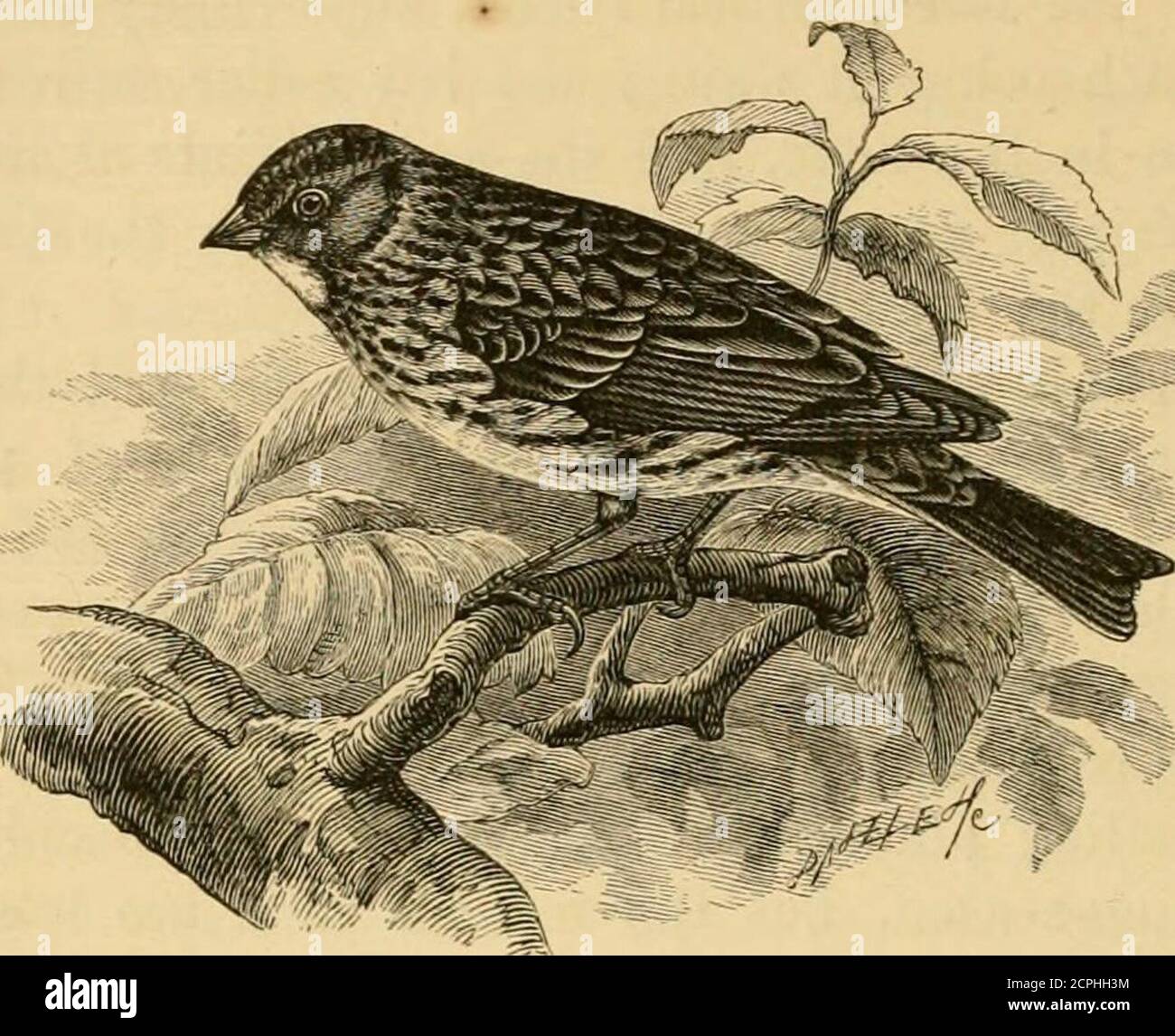 . A history of British birds . VOL. ir. 34 PASSE RES. EMBERIZID.E. EMBERIZID^E.. Emberiza pusilla, Pallas*.THE LITTLE BUNTING. At a meeting of the Zoological Society of London onNovember 8tli, 1864, Mr. Gould exhibited a specimen ofthis species, previously unknown to Britain, which he saidhad been lately taken in a clap-net near Brighton (Proc.Zool. Soc. 1864, p. 377). Soon afterwards Mr. Rowleyfurnished (Ibis, 1865, p. 113) some additional particularsof its capture, which took place on the 2nd of the monthnamed, and, from his examination of the living bird, notonly identified the species to w Stock Photo