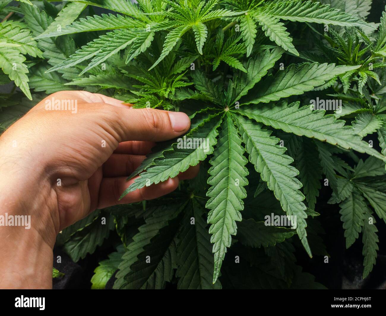 Hand holding a Medical Cannabis Leaf. High quality photo Stock Photo