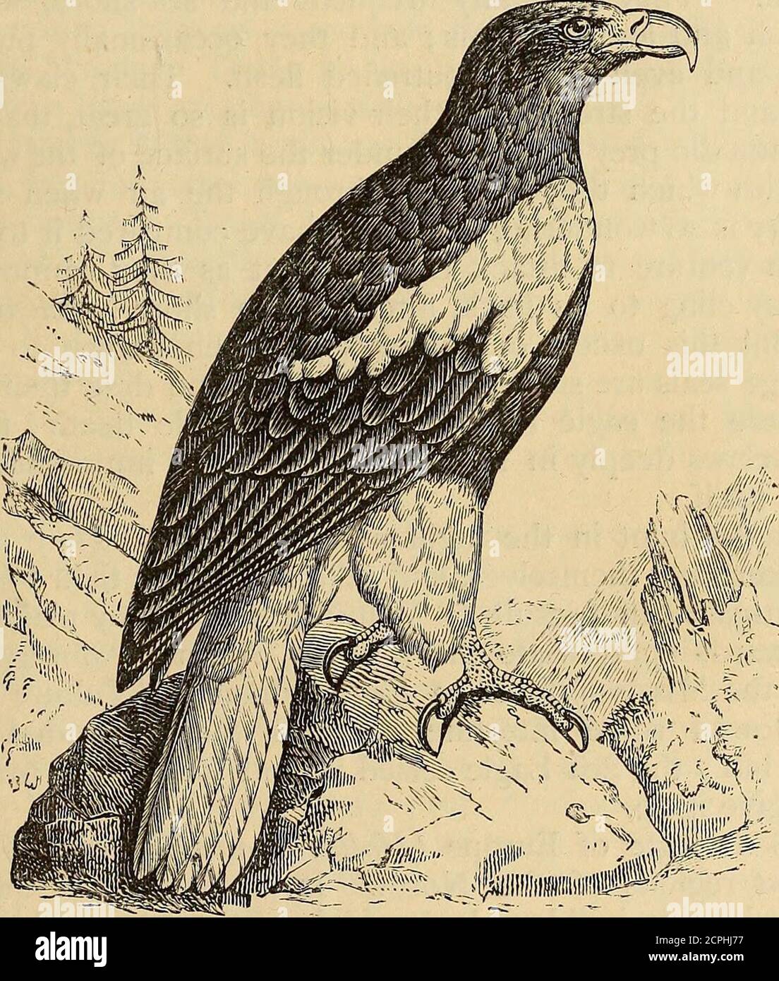 Eagle classification hires stock photography and images Alamy