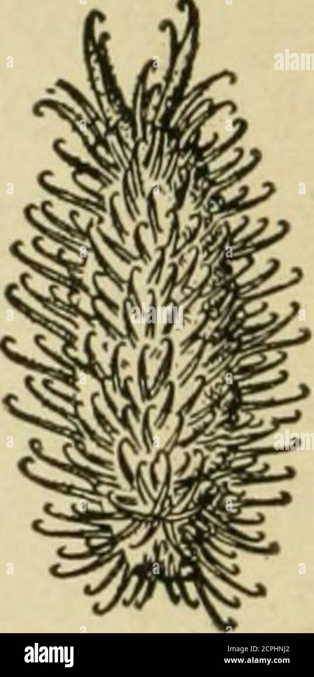 . New elementary agriculture for rural and graded schools; an elementary text book dealing with the plants, insects, birds, weather, and animals of the farm . of as designed for this purpose;there are the tumbleweeds, inwhich the plant grows stout andbushy, its stiff branches makingthe whole plant a loose, roundball, which, when the seeds areripe, is torn loose from theground by the wind and goes ofci^ickw^^ Fig. II. Seed ^i, • • 4.. of bur marigold rollmg across the prairie scatter-ing its seeds by the way. And thus in a great variety of ways nature has pro-vided for the distribution of seeds Stock Photo