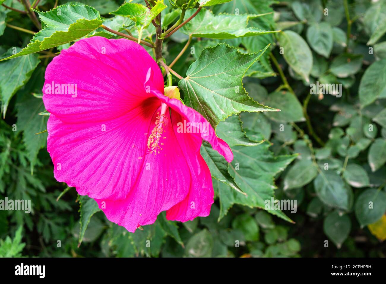 a pink hibiscus flower blooming against green foliage Stock Photo