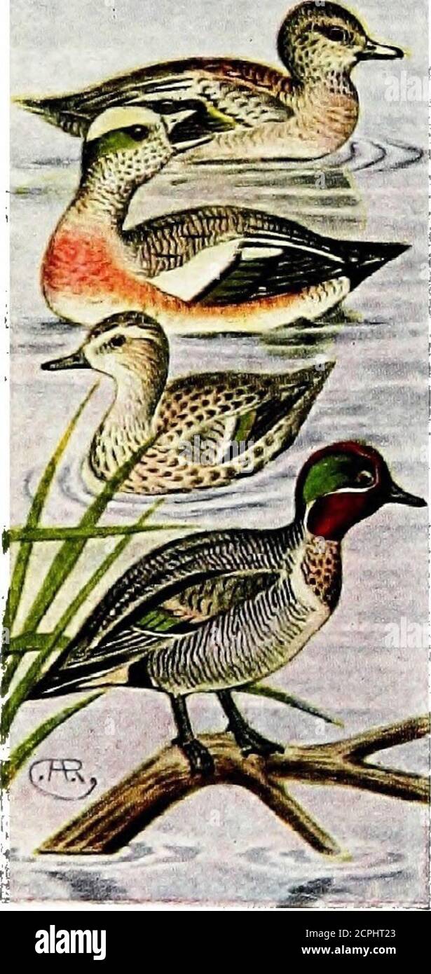 . American game birds . most whoUy of vege-table matter. They delight in accompany-ing flocks of Canvasbacks, Redheads orother deep-diving ducks, as they can feedupon the roots which, loosened by thesebirds, float to the surface. EUROPEAN WIDGEONS {Mareca Penel-ope) are of the same size as the last species,about 20 inches in length, and similar inplumage except for the head, which is rustybrown with a buff-colored crown. This is a»common Old World species that quite oftenoccurs in eastern North America. GREEN-WINGED TEAL {Nettion carolinense). Although the smallestof our ducks, measuring but 1 Stock Photo