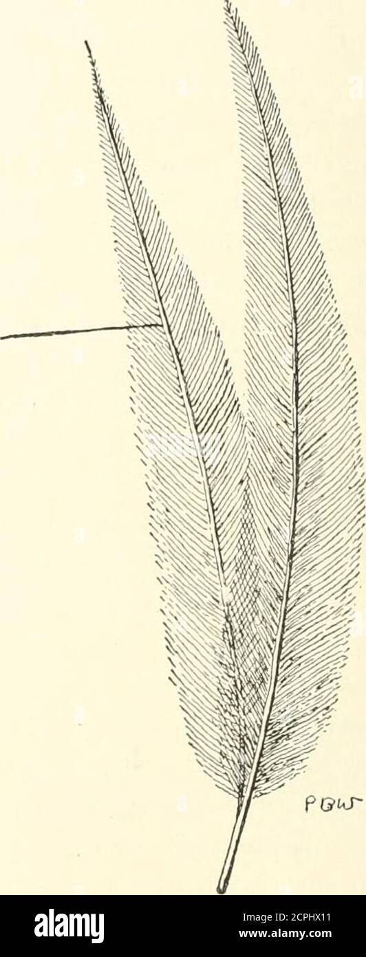 . A history of birds . A. ?Q^ III. 2.—Contour Feathers showing the Hyporhachis or After-shaft (A) I. Of a Pheasant. II. Of an Emu. depends mainly on the length of the feather. Along the innerweb of a Cranes quill feather 38 cm. long, Dr. Hans Gadovvcounted about 650 rami: he further estimated that every ramusof this feather bore about 600 pairs of radii (barbules), mak-ing nearly 800,000 radii for the inner web alone, and morethan a million for the whole feather. The contour feathers of most birds bear what is known INTRODUCTORY 9 as an aftershaft (hyporhachis). This is a duplicaturc of themai Stock Photo