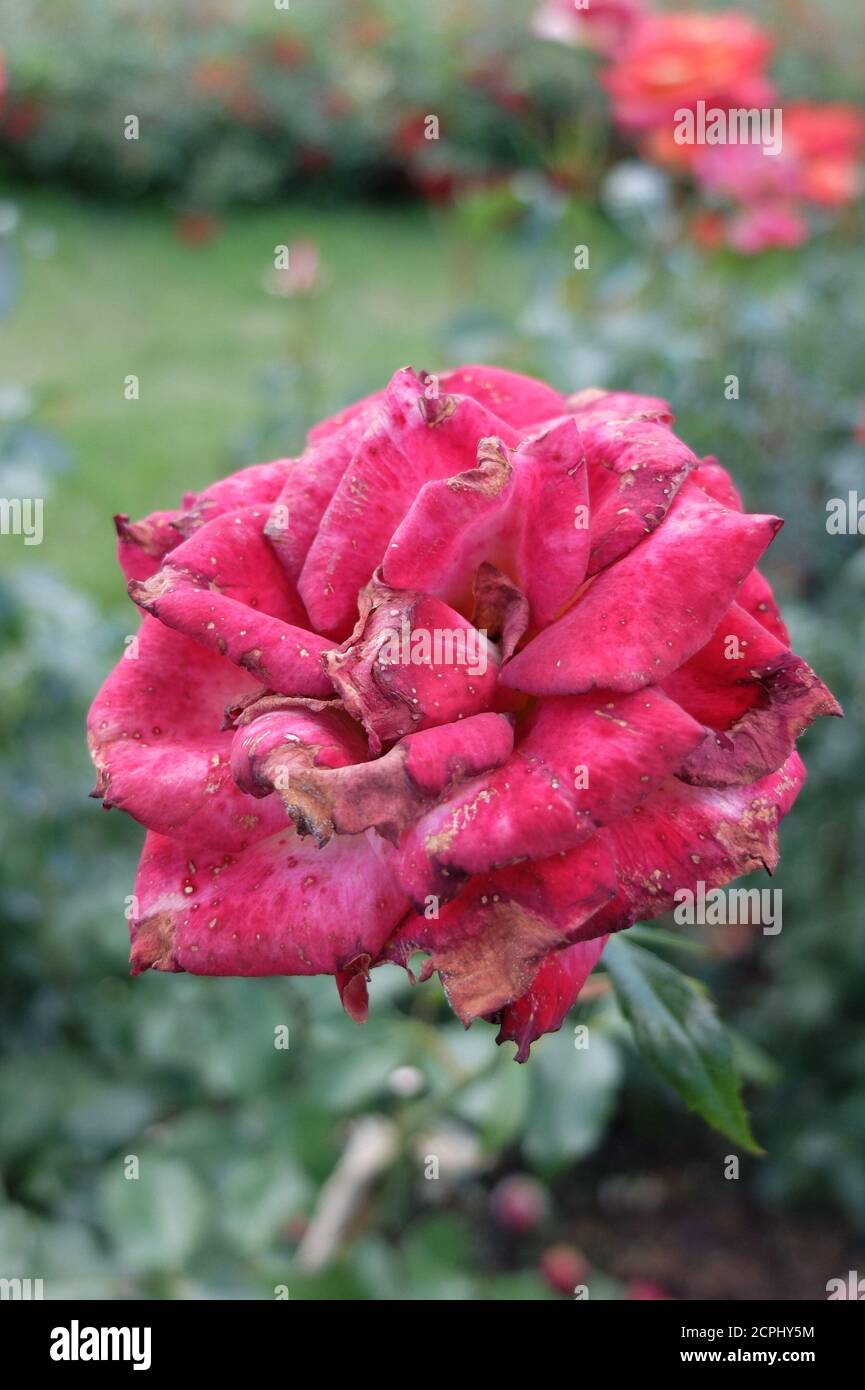 Gray mold (Botrytis cinerea) on the petals, free-range rose 'Nina Weibull' Stock Photo