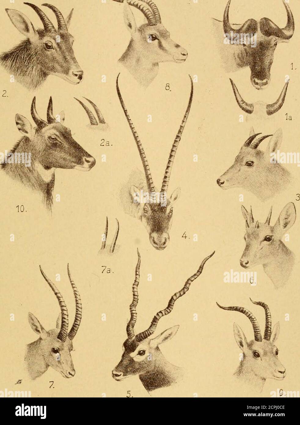 The game animals of India, Burma, Malaya, and Tibet; being a new and revised edition of 'The great and small game of India, Burma, and Tibet,' . am-bing-utan signifies wild goat) The game animals of India, Burma, Malaya, and Tibet; being a new and revised edition of 'The great and small game of India, Burma, and Tibet,' . am-bing-utan signifies wild goat)
