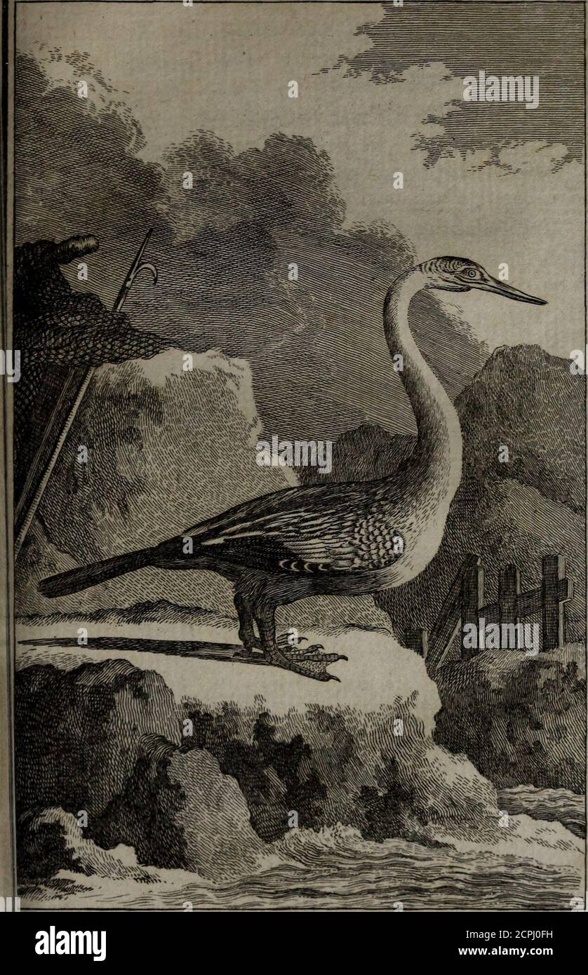 frange effilée dégradée