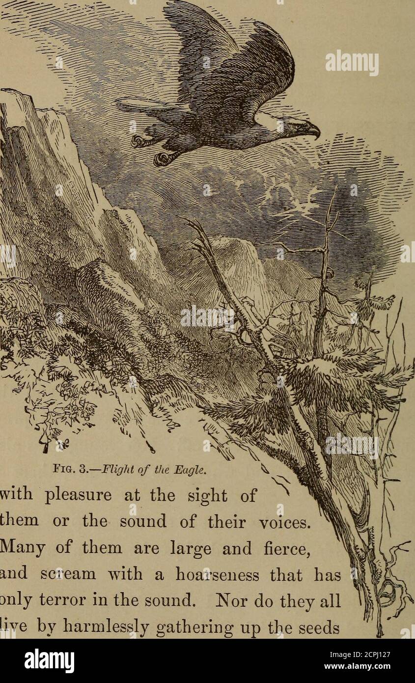 Boys And Birds Or Miss Truat S Mission Ng And Half Walk All The While Keepingup A Constant Jabber To Himself Chapter Vi 5 Bout Eagles Mfss Tbuat Noticed When Opening