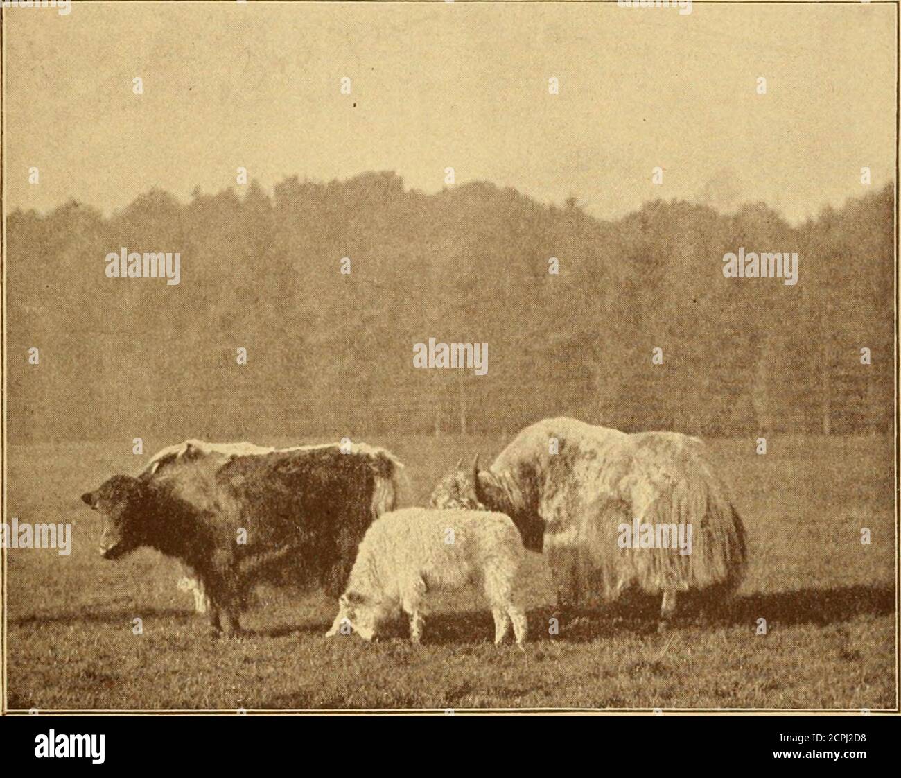 The Game Animals Of India Burma Malaya And Tibet Being A New And Revised Edition Of The Great And Small Game Of India Burma And Tibet R In Fact If