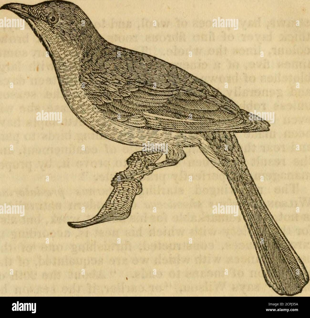 Which bird makes the most beautiful nest hires stock photography and