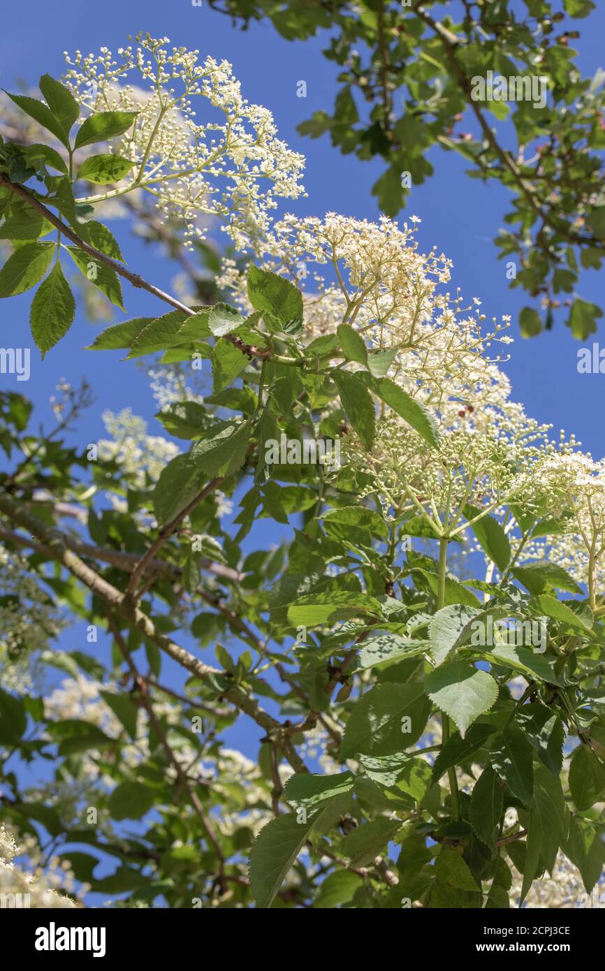 Elder (Sambucus nigra). Multiple bunches of flat-topped heads of numerous buds and cream-white flowers. Stalked compound leaves of five to severn leaf Stock Photo