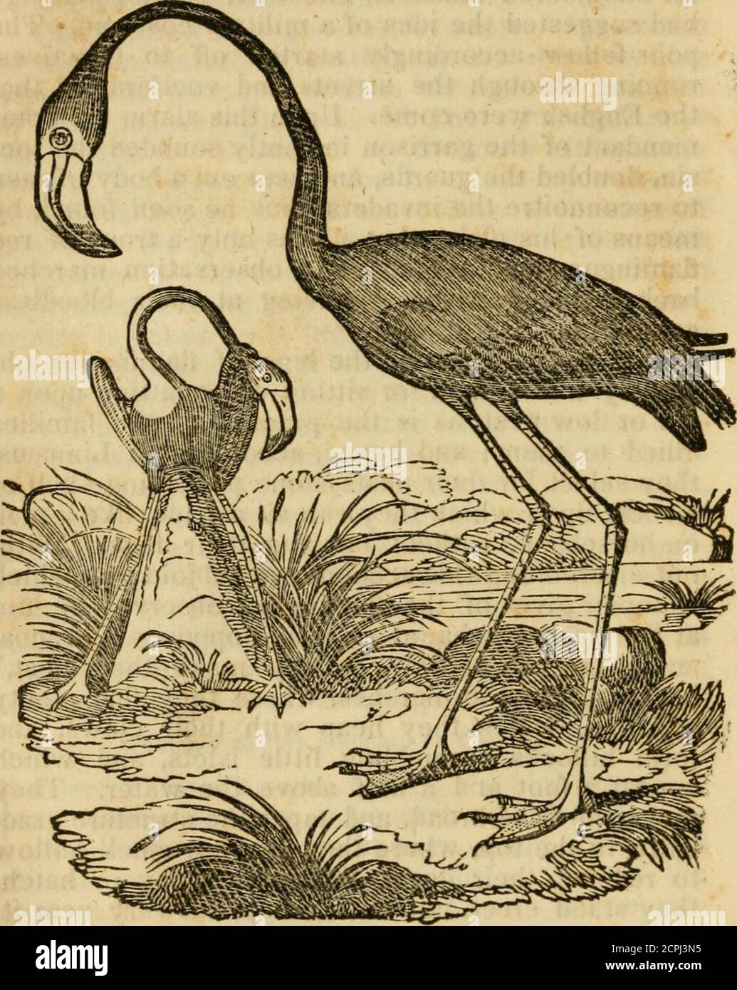 . Natural history of birds : their architecture habits and faculties . ng their legs. With-out discrediting this account, we subjoin that whichDampier gives of the flamingoes observed by himat Rio de la Hacha, at an island opposite Curacoa,and at the Isle of Sal. They make their nest,he says, in the marshes, where they find plentyof slime, which they heap with their claws, andform hillocks resembling little islets, and whichappear a foot ard a half above the water. Theymake the base broad, and taper the structure grad-ually to the top, where they leave a small hollowto receive their eggs. When Stock Photo