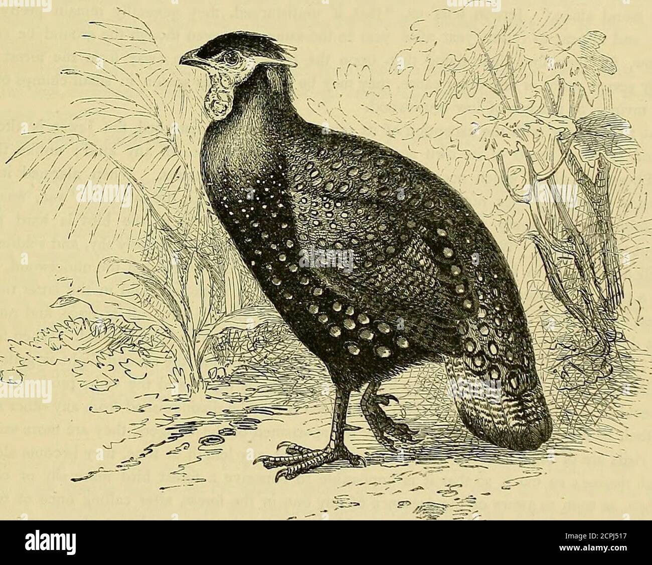 Cassell's book of birds . f /—A> THE SIKKIM HORNED PHEASANT {  ^atyra). lines and, towards their extremities, with small black-edged white  spots. The feathers on the breastand belly are black,