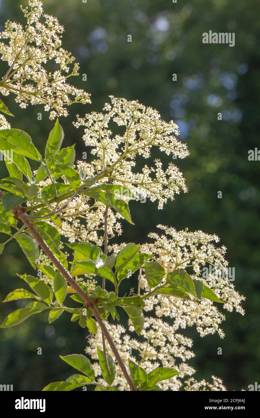 Elder (Sambucus nigra). Multiple bunches of flat-topped heads of numerous buds and cream-white flowers. Viewd from behind and looking up. Stalked comp Stock Photo