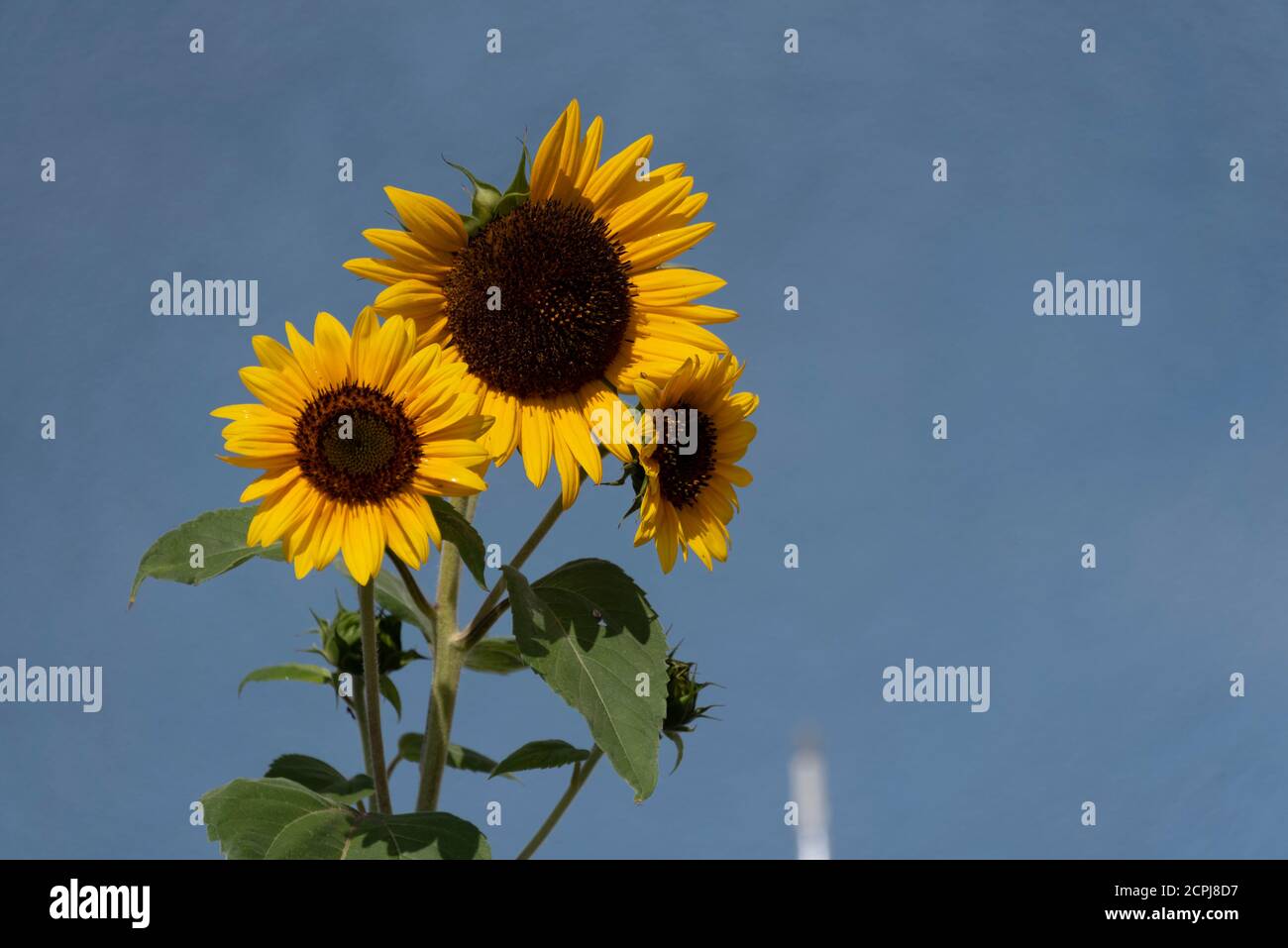 Sunflower good luck hires stock photography and images Alamy