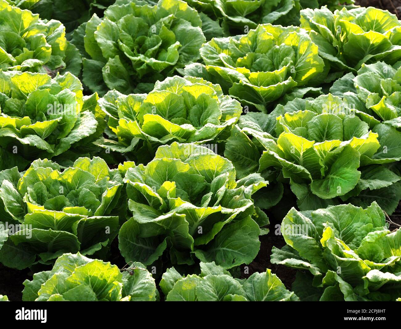 Cabbage field with young cabbage. Partially blurred picture. Stock Photo