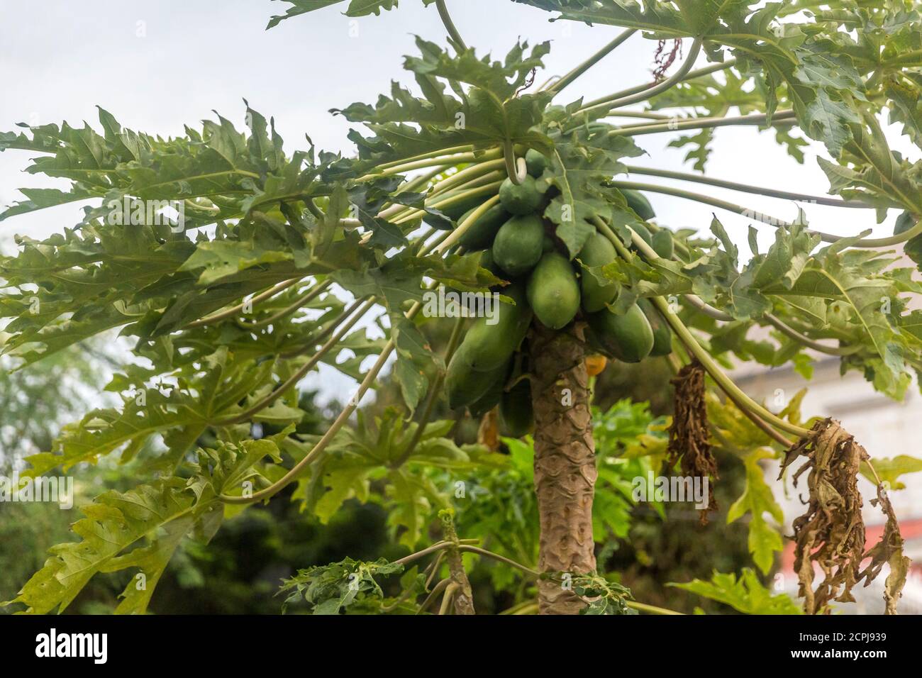 Papaya tree with fruit, SaintDenis, Reunion Island, French overseas department, Indian Ocean