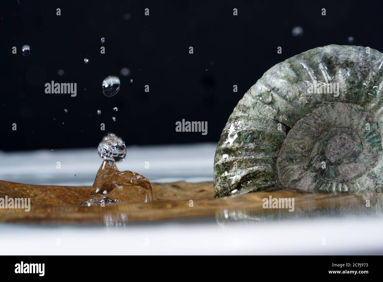 Closeup shot of an Ammonite with waterdrops Stock Photo