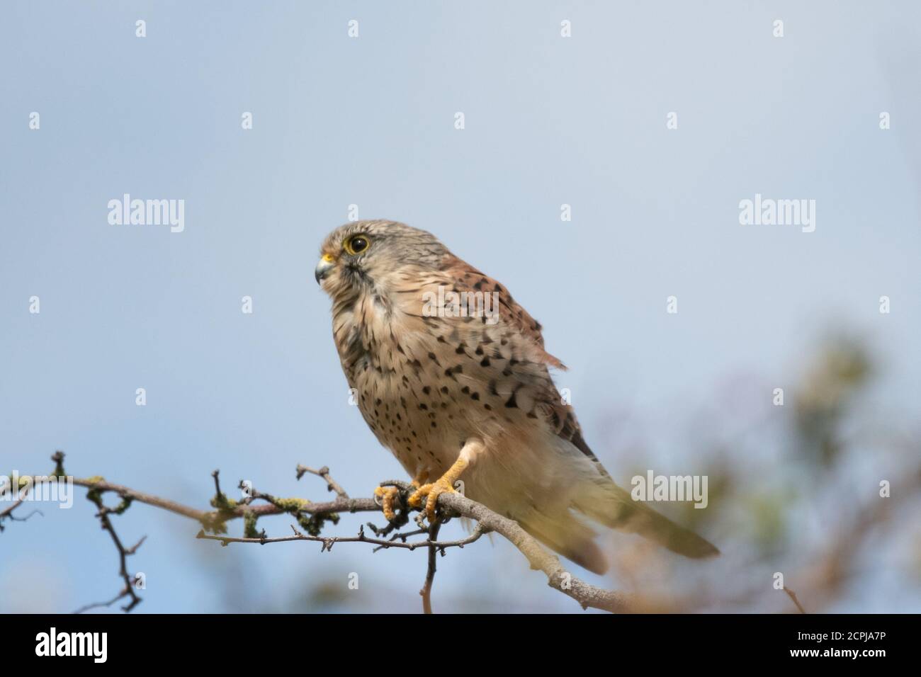 Uk british kestrel hi-res stock photography and images - Alamy