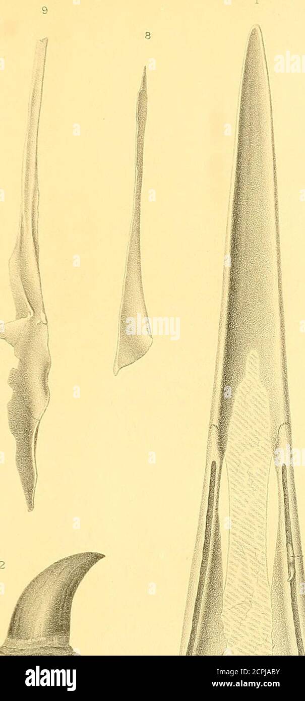 . Odontornithes: a monograph on the extinct toothed birds of North America; with thirty-four plates and forty woodcuts . seen from the right; magnified eight diameters,. 13a —Young tooth, showing mode of development. Fig. 4.—Base of skull; posterior view. Top of cranium broken away, 6 bp —Basi-pterygoid process.fm —Foramen magnum. Fig. 5.—Base of skull; seen from below, . .. 6 Fig. 6.—Left quadrate bone ; inner view, -. - .. 6 Qa —Superior view, showing undivided articulation.6b —Posterior view.6c —Inferior view. Fig. 7.—Posterior part of right pterygoid bone ; inferior view, .- 6 la —Posterio Stock Photo