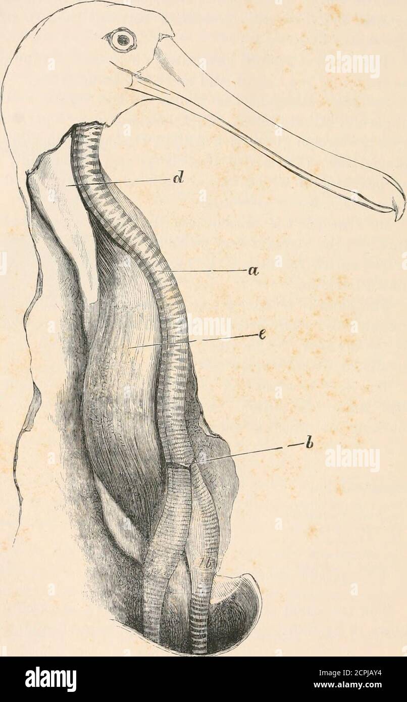 . The structure and classification of birds . , or the right is alittle larger (E. ruber). A gall bladder is present. Thefollowing are intestinal measurements :- — s. i. L. I. C. Eudocimus ruber 31 1-6 •25 Nipponia Teiii/iiini-l./i 62 •35 Plegadis falcindliis - 42 ••J> Ibis (Etliiopica . 40 •12 ., strict ipcnnis 3C. •2 Platalea Icucorodia . 70 •12 (/(in • -52 The intestinal convolutions of Platalea leucorodia areshown in fig. 207. The greater part of the gut has preserved 1 HUNTER, in Essays and Observations (eel. Owen, London), isill, writes ofthis species : The cseca are about four inche Stock Photo