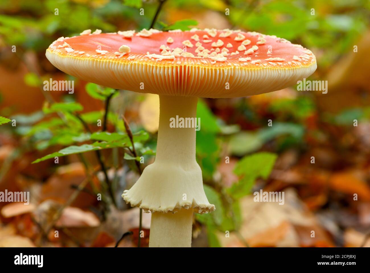 Toadstool (Amanita muscaria), red toadstool, poisonous mushroom species  Stock Photo - Alamy