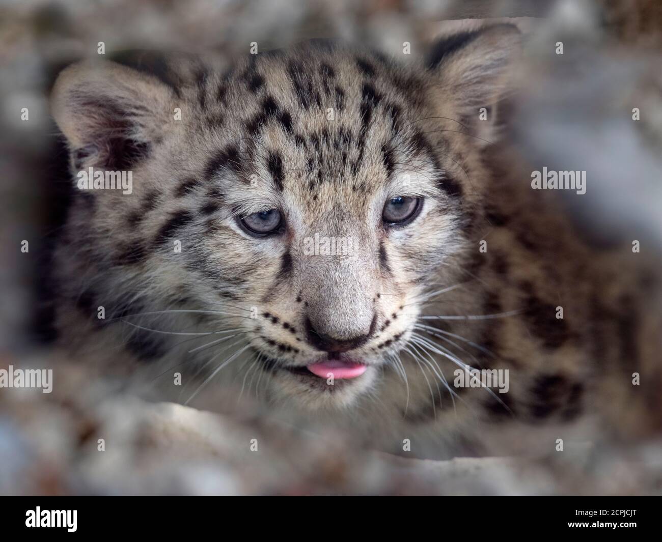 Snow leopard or ounce Panthera uncia  single cub at nine weeks old Stock Photo