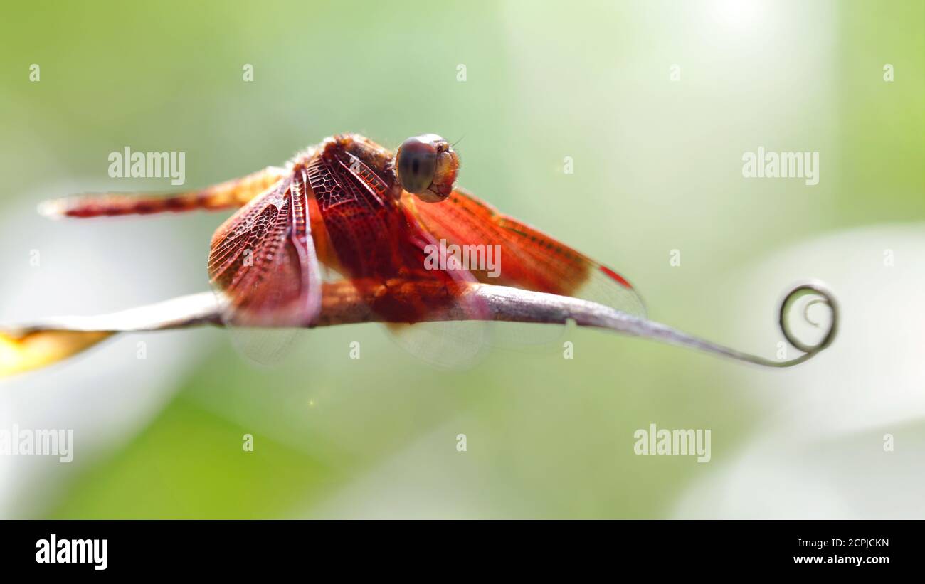 red dragonfly on a leaf, macro photo of this gracious and fragile ...