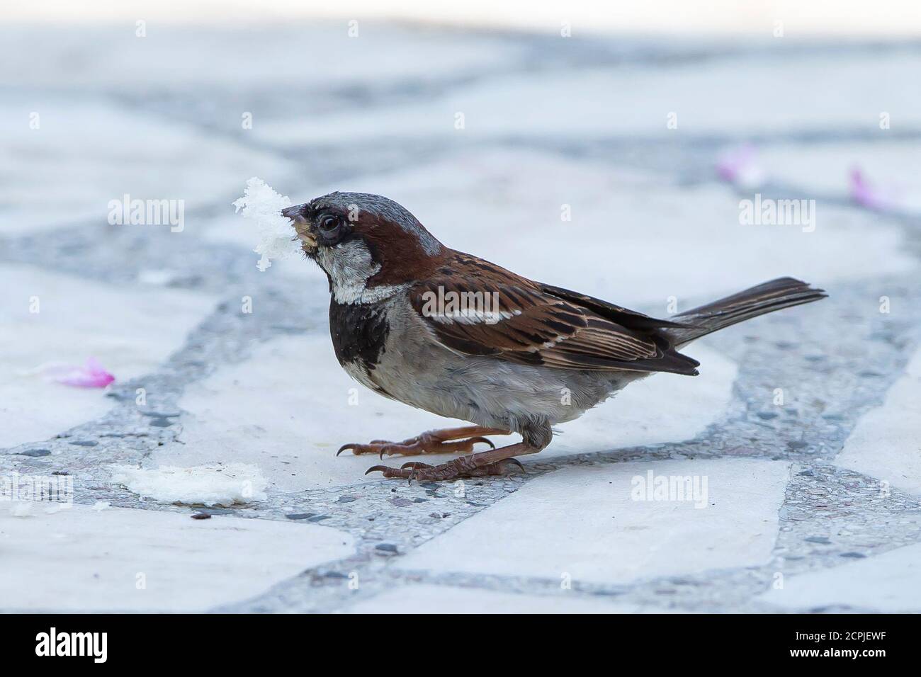 Belgrade, Serbia. 19th September, 2020. A sparrow eats a piece of bread during the Coronavirus disease (COVID-19) after the increase of coronavirus infected in Belgrade, Serbia on September 19, 2020. The new measures of the Crisis Staff to prevent the spread of the corona virus will come into force tonight, and all citizens of Serbia who enter the country from 6 pm will be under special health supervision. At the border, they will receive warnings with instructions on where and how to report them, even though they do not have symptoms of coronavirus. The first step is the self-assessment test Stock Photo