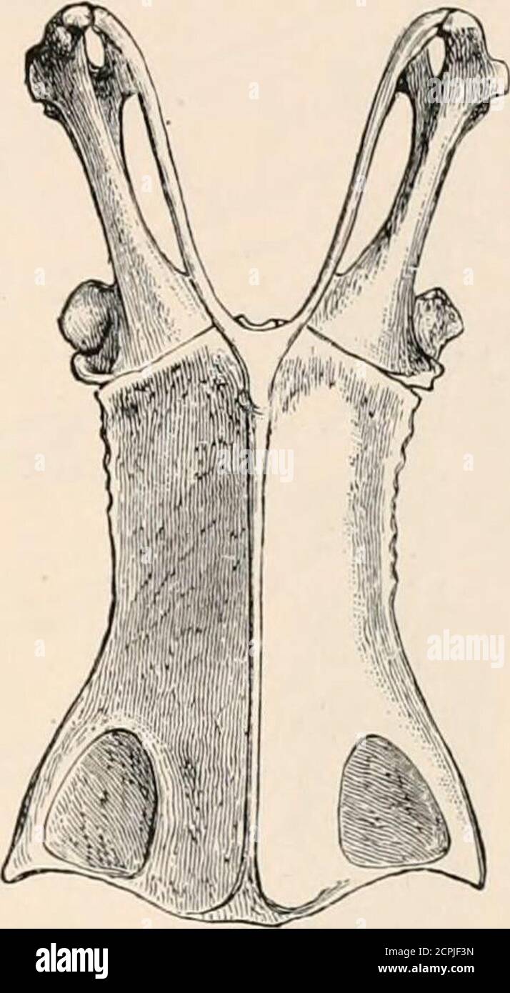 . The structure and classification of birds . FIG. 162.—SYRINX OF Podicaxenccjalensis (AFTER BEDDAKD). FIG. 163.—STERNUM OF Heliornis.VENTRAL VIEW. (AFTER BEDDARD.) The syrinx is typically tracheo-bronchial, and in no wayremarkable. The osteology of the Heliornithidae is not very decisive asto their affinities. In Podica there are seventeen cervicalvertebra, an advance upon the fifteen of the rails and anapproach to the twenty-one of Podiceps. Six ribs reach thesternum in both genera of Heliornithidae. The sternum hasbut one pair of notches, and in Podica, at any rate, the spinaexterna is well Stock Photo