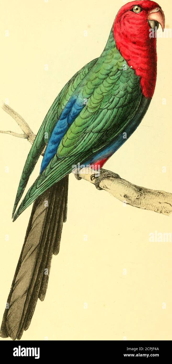 Zoological illustrations, or, Original figures and descriptions of new, rare, or interesting animals, selected chiefly from the classes of ornithology, entomology, and conchology, and arranged according to their apparent affinities . Zoological illustrations, or, Original figures and descriptions of new, rare, or interesting animals, selected chiefly from the classes of ornithology, entomology, and conchology, and arranged according to their apparent affinities .