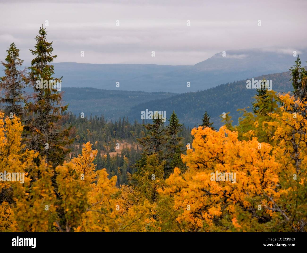 Beautiful shot of autumn forest Stock Photo - Alamy