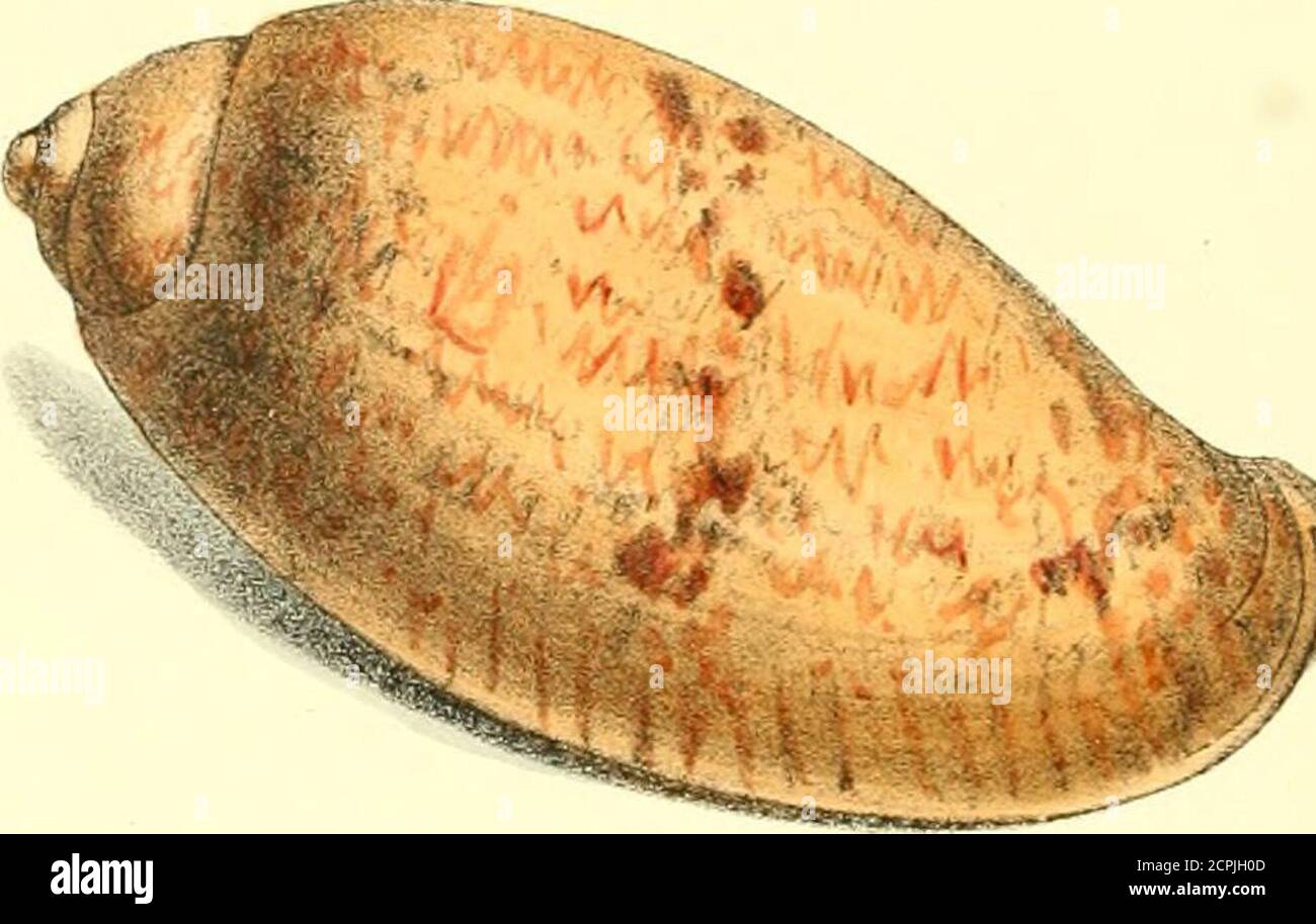 Zoological illustrations, or, Original figures and