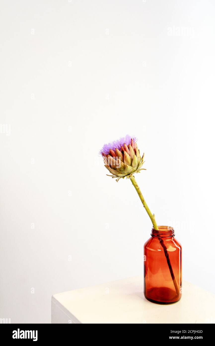 Single artichoke flower in brown glass vase on white backdrop, greeting card concept, selective focus Stock Photo