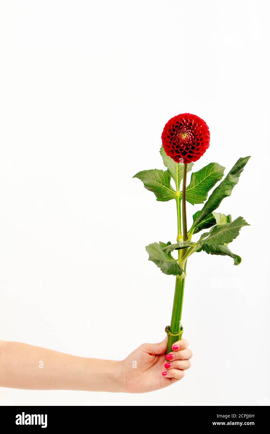 Female hand holds single red dahlia flower isolated on white background, greeting card Stock Photo