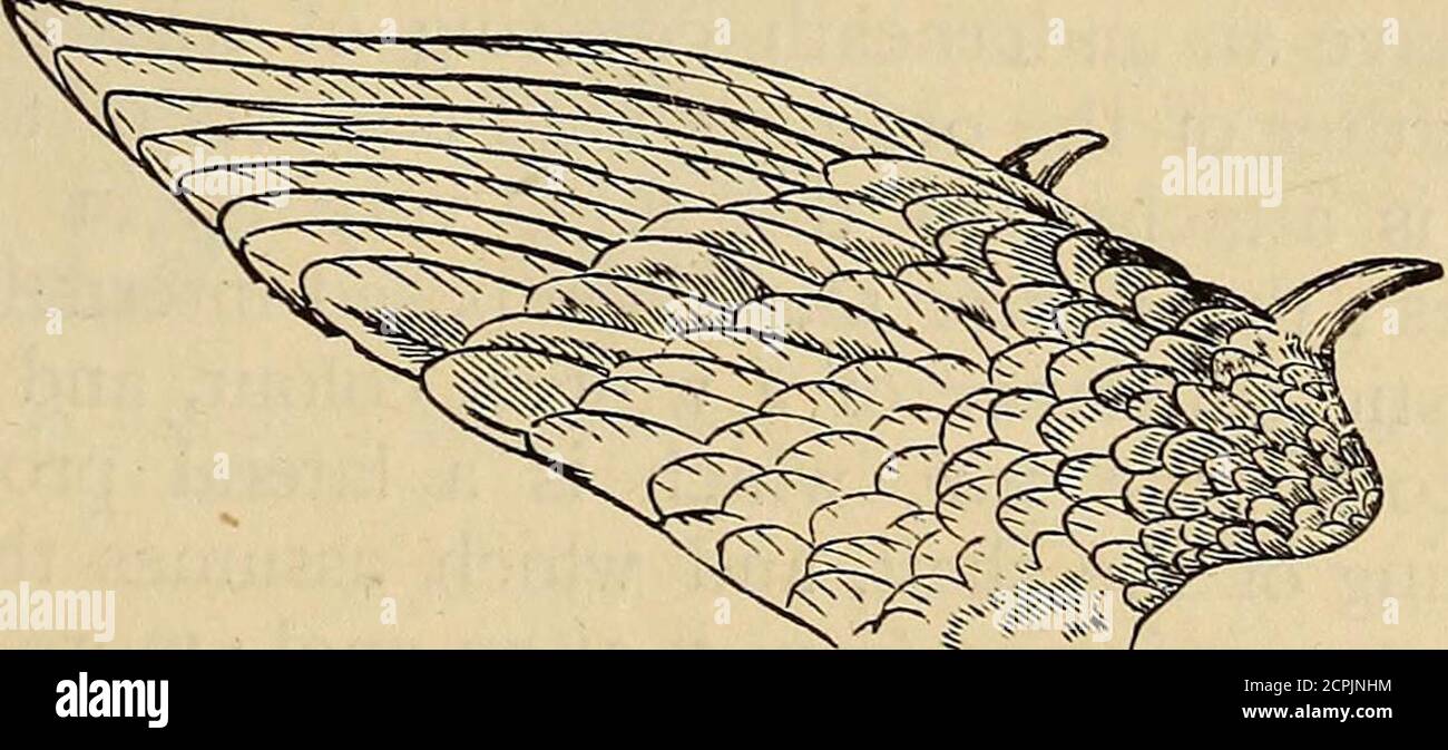 . Reptiles and birds. A popular account of the various orders; with a description of the habits and economy of the most interesting. . Fig. 46.—Wing of Penguin. necessary changes in the centre of gravity, while the solidity ofthe dorsal spine gives advantage to the action of the muscles.The head is terminated by a pointed bill, which aids in cleavingthe air; the feet, when short, are drawn up and concealed underthe feathers  when long, they are stretched out beneath or behindthe tail, which is more or less expanded, and helps to support. Fig. 47 —Wing of Kamichi or Crested Screamer. the body Stock Photo