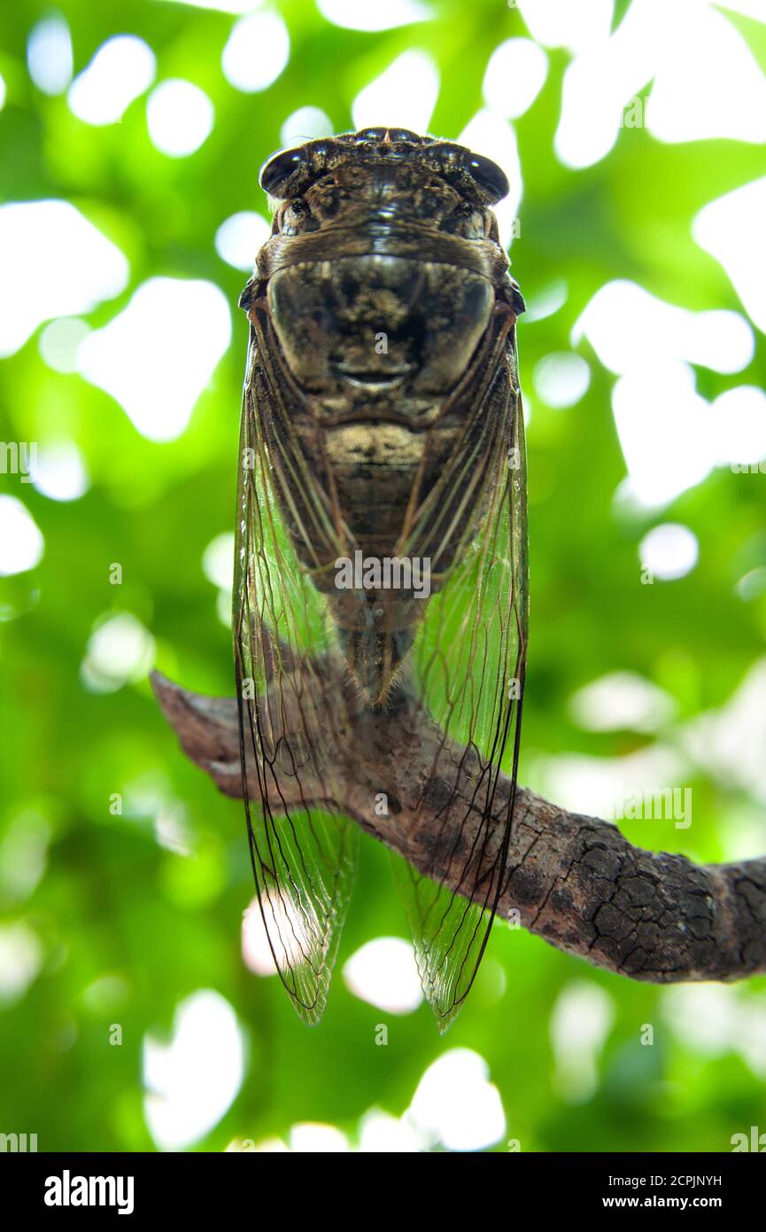 Graptopsaltria nigrofuscata (Japanese cicada), the large brown, called aburazemi in Japanese. On dry branch. Isolated on blurry bokeh background. Stock Photo
