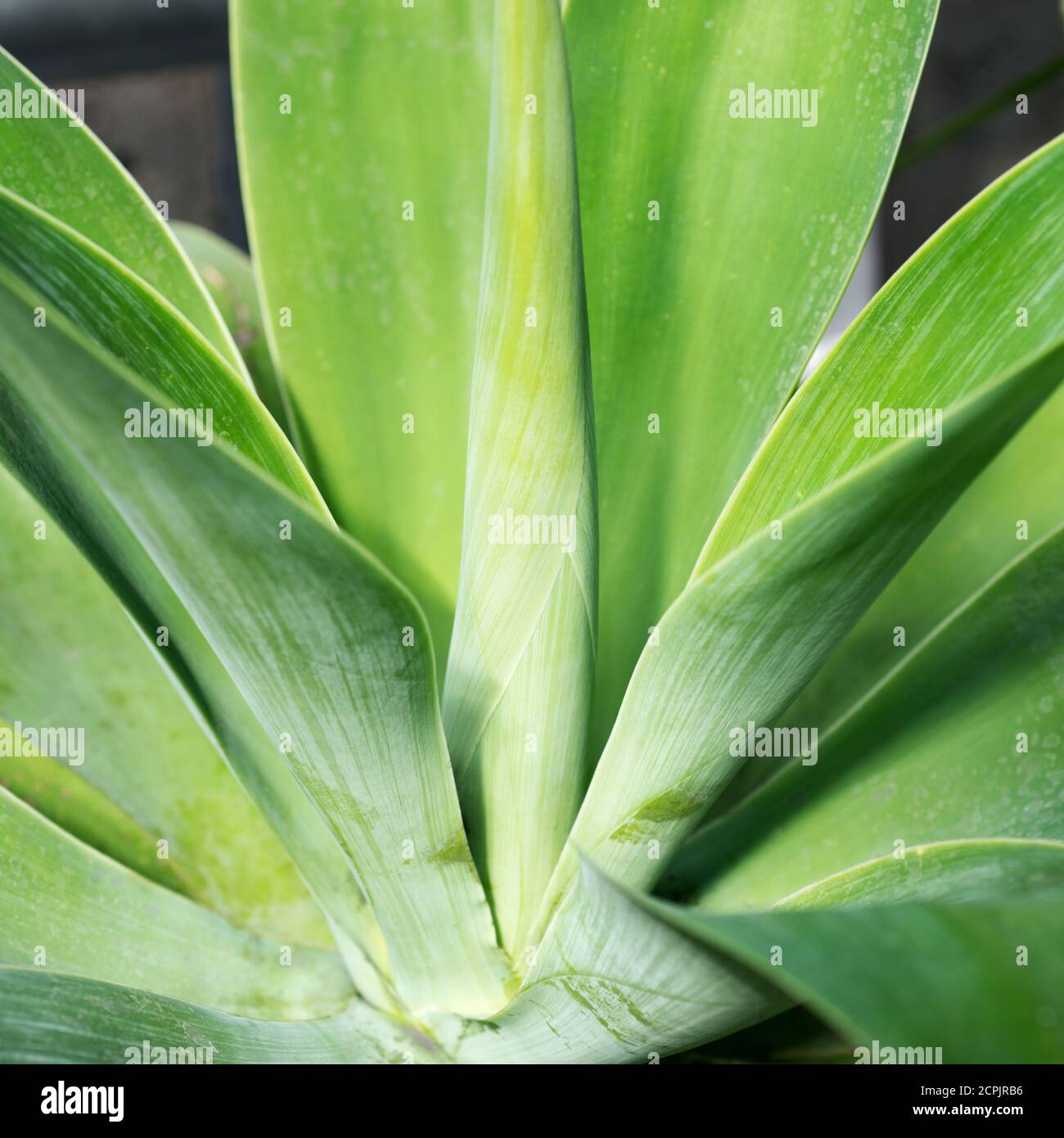 Green leaf of a tropical plant Stock Photo - Alamy