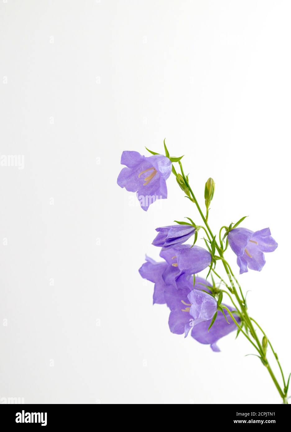 Bouquet of flowers Purple bells on a white background Stock Photo