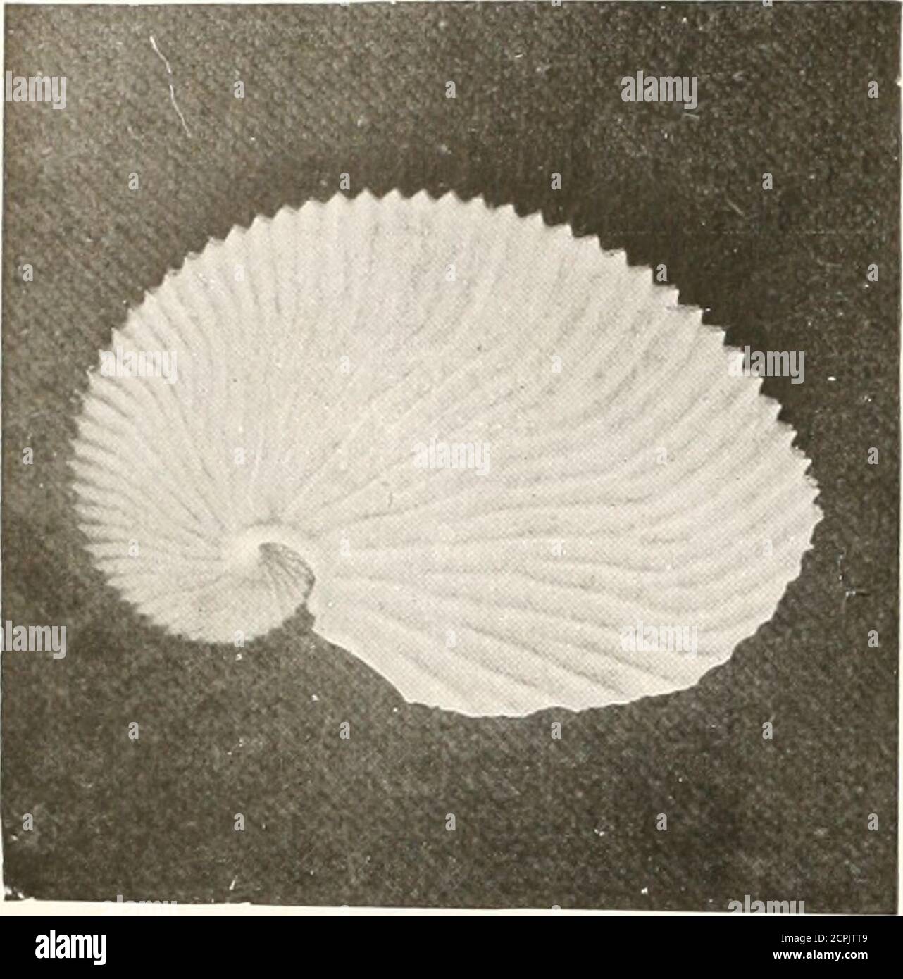. Birds of other lands, reptiles, fishes, jointed animals and lower forms; . Phoio »&gt; II. S^v,II,-Ktn&lt;, F ZA. SHELL OF THE PEARLY NAUTILUS The inner lining of this shtil is briliianily iridescent 34. THE LIVING ANIMALS OF THE WORLD. Phtila by ly, Sa^illi-Kinl, F.Z.S. SHELL OF THE ARGONAUT, ORPAPER-NAUTILUS The female animal only poiseises a shelly and uses it as a cradleJor her eggs an J young usiiall} retracted within special pouches wliennot in use, can be shot out to a length atleast twice that of the eight ordinary arms.Hcith the cuttle-fish and the squid, or cala-inar}-, are also th Stock Photo