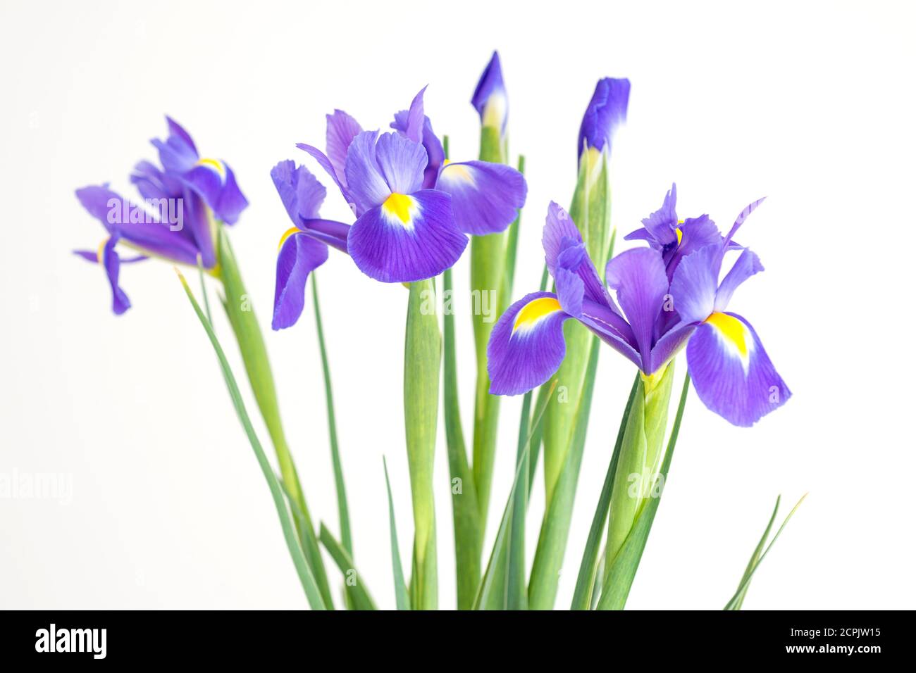 Flower of purple irises on a white background Stock Photo