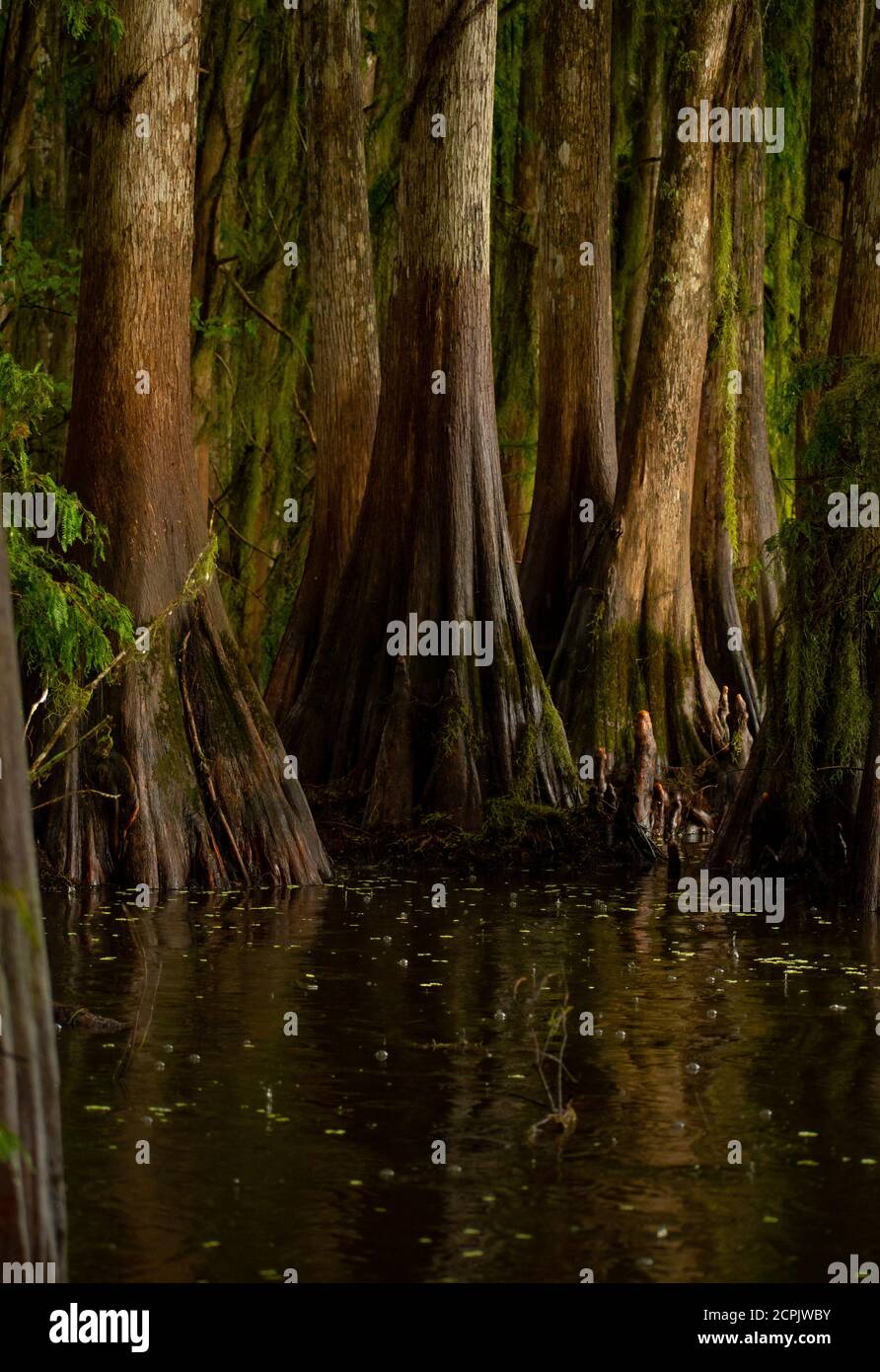 Swamp cypress grove hires stock photography and images Alamy