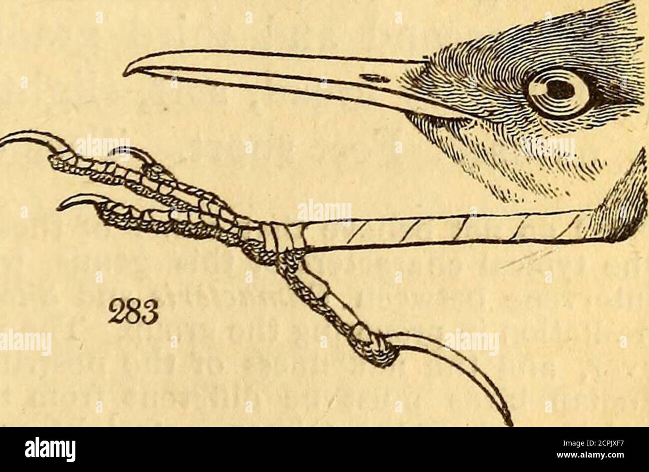 . On the natural history and classification of birds . than the tarsus; lateral toes unequal, the innershortest, and both slightly connected at their base ;hinder toe shorter than the middle; its claw shorterthan the toe. The flssirostral type. Z. genibarbis. Zool. 111. i. pi. 100. Subfam. SITTINGS. Nuthatches.Bill very straight, more or less cylindrical. Wingslong, pointed; the first quill hardly shorter than thesecond. Tail very short. Hind toe as long as themiddle. The flssirostral division. Sittella, Sw. Bill very straight; the gonys curvingupwards ; the sides greatly compressed: tip of th Stock Photo