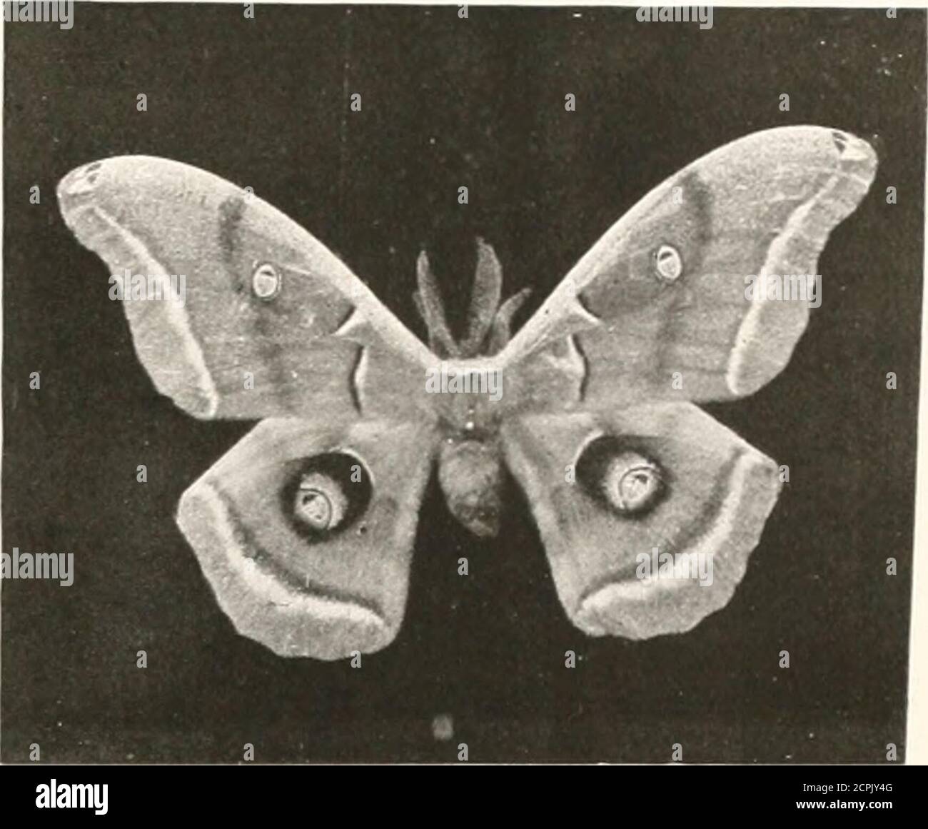 . Birds of other lands, reptiles, fishes, jointed animals and lower forms; . ;R0ESUS BIRD-WINGED BUTTERFLY. FEMALE.Molucca. SCALE-WINGED INSECTS 321 The Imperial Moth, a handsome NorthAmerican moth belonging to a family allied tothe emperor-moths, is represented below. The Eggars form another allied family,also with tufted caterpillars, but with thecentral eye of the wings absent, or reducedto a small black spot. A set of remarkablephotographs, representing the eggs, cater-pillars, cocoons and sections of cocoons, andthe moths of a large and handsome species— the CVPRESS-MOTH of Smyrna — appea Stock Photo